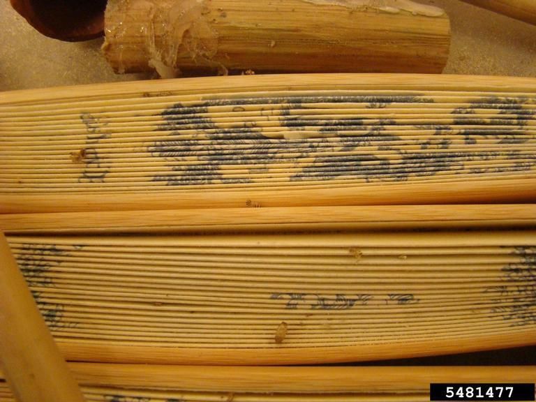 Image of varied carpet beetles among bound books. Ryan Jones, Colonial Williamsburg Foundation, Bugwood.org, 5481477 CC BY-SA 3.0 