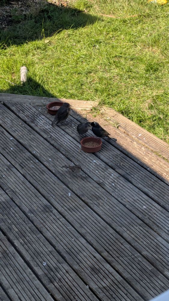 Fledgling starling eating it's mum.