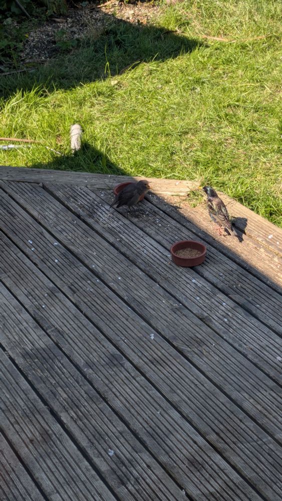 Fledgling starling screaming for food.