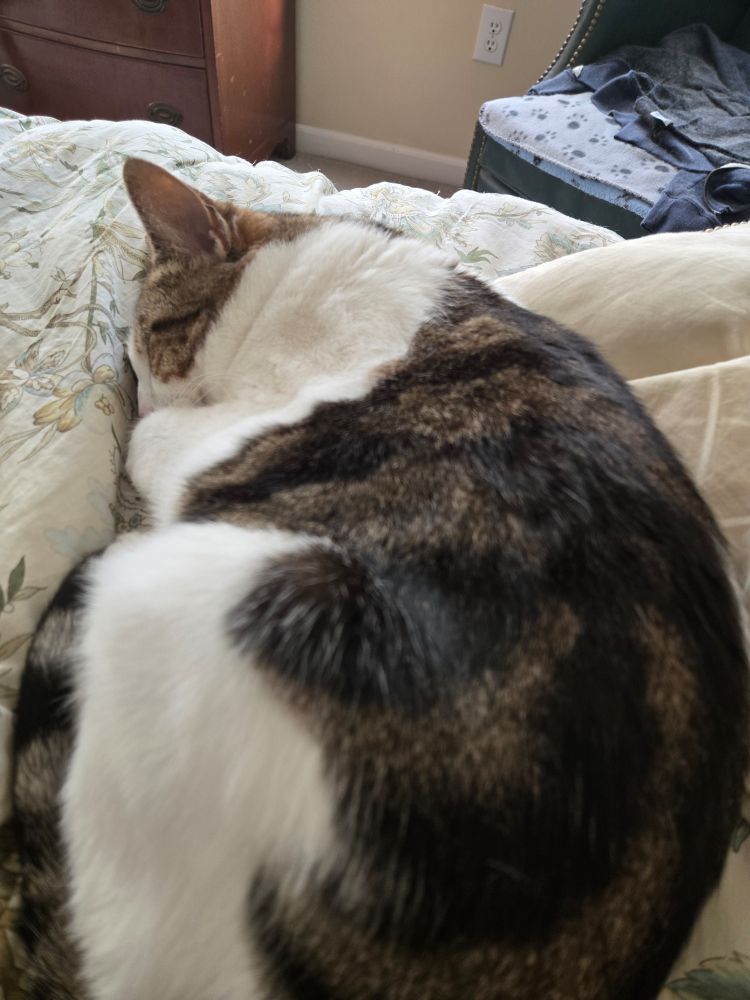 Lucy the Cat snoozes it up in the warmest spot in the house 