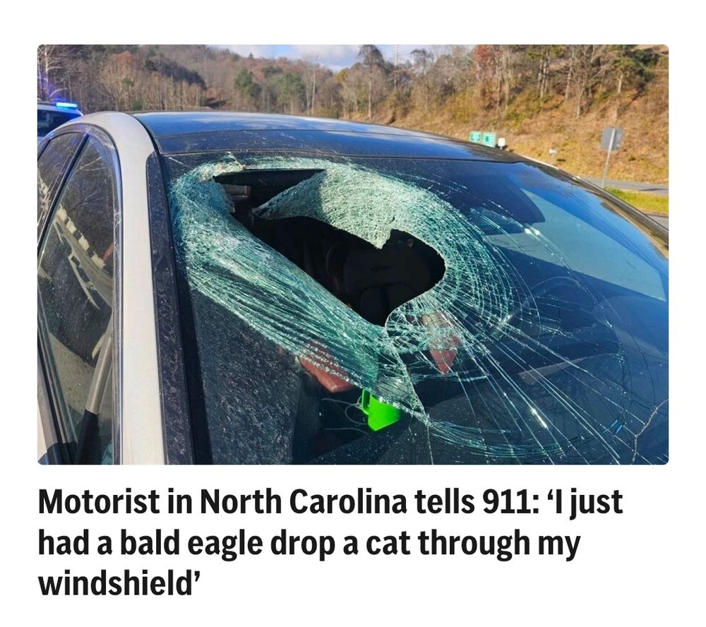 It wasn't me, thank goodness. Evidently the eagle had scavenged the carcass of a dead cat but decided to let it go and screw up to get this one particular driver's weekend off to a memorable start.