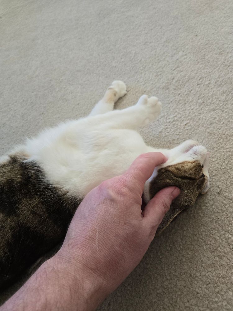 Lucy the Cat's vacation is over, too, and she's happier to be home than I am