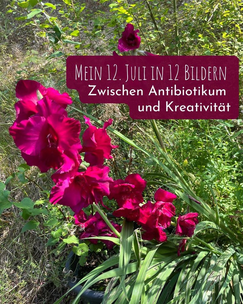 Dunkelrosa blühende Gladiolen im Garten