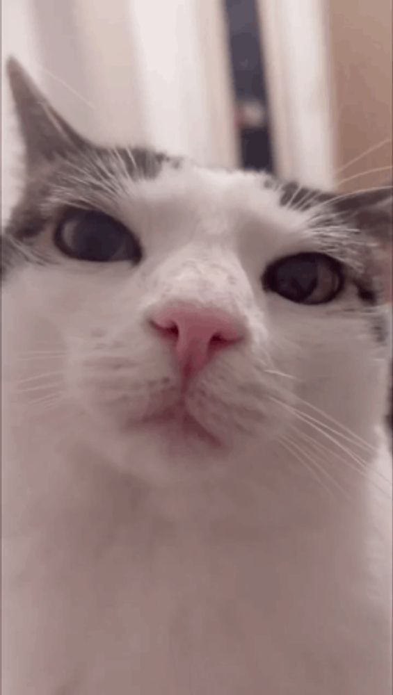 a close up of a cat 's face with a pink nose and black eyes