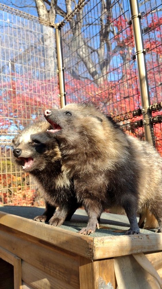 photograph of two stumpy little tanukis absolutely screaming into the air. the one closer to the foreground has a very indistinct mask and a pink nose