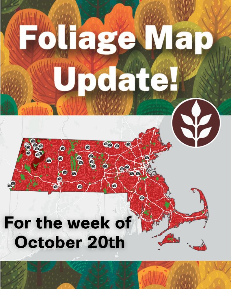 A graphic displaying a red colored map of the state of Massachusetts with a colorful fall foliage background and reading “Foliage Map Update! For the week of October 27th” 
