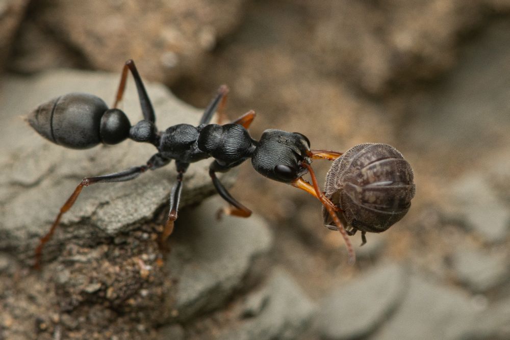 Myrmecia ant carrying an Isopod, photo: François Brassard