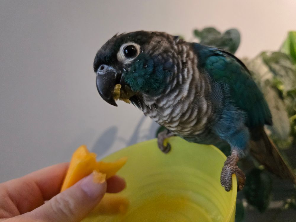 A turquoise colored green cheek conure sits on the edge of a plastic yellow bowl, stealing bites of fruit.