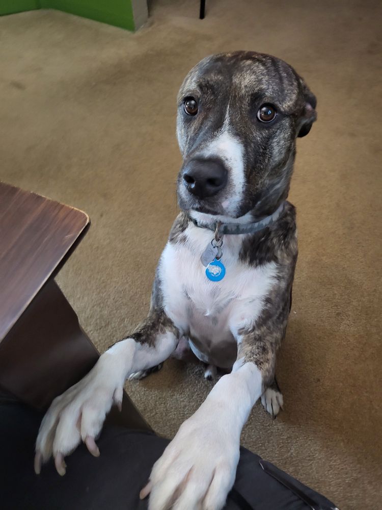 Kobe sitting on his hind legs, begging for food, looking autistic and goofy as hell