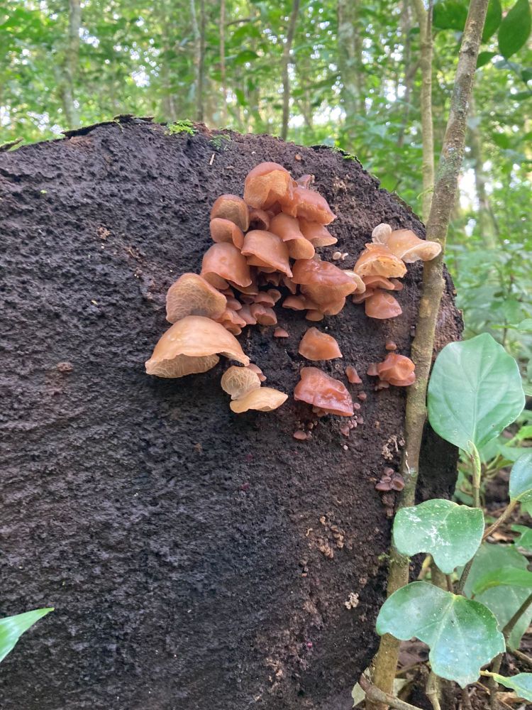 Several Wood Ear mushrooms growing off a log on the ground
