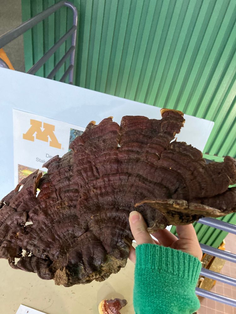 A large reishi mushroom on the Stakman Table 