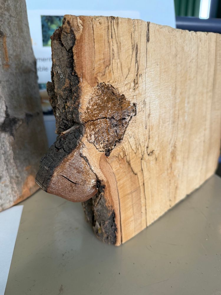halved piece of aspen wood with visible rotten wood inside the trunk