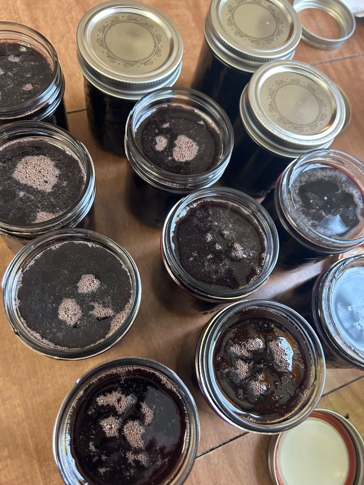 Jars of Elderberry Syrup, freshly poured in jars, no lids.