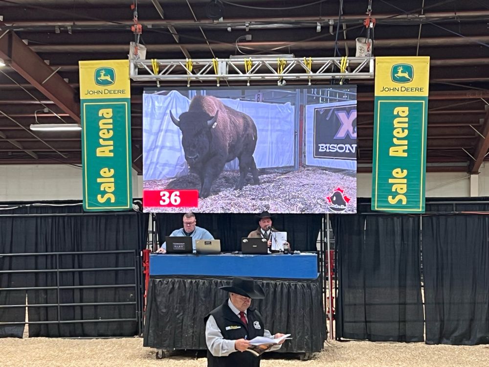 Photo of an auction ring where bison are being shown on video with an auctioneer auctioning them off. 