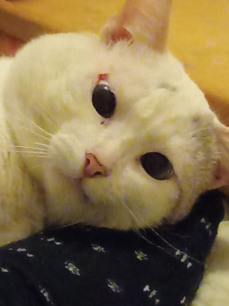 A rare photo of Dengo awake. It's just his face looking to the camera. He has a white puffy face with a grayish brown spot on the right top side of his face and a pink nose. His eyes are dark due to his pupils being fully blown out, his left eye has a scar in the corner that makes it a more elongated shape than the other eye.