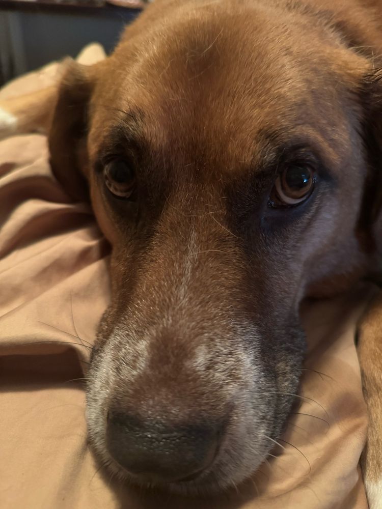 Photo of the face of a large brown dog giving puppy dog eyes 