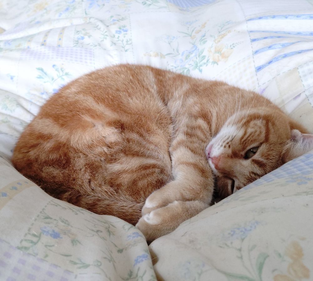 Ginger kitty Jaki snuggled on duvet just watching hoomum take the pic