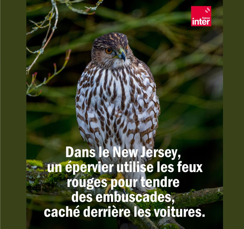 A brown and white owl perched on a branch accompanies a news story from France about owls in New Jersey who have learned to hunt around traffic lights. They use the stopped cars as cover while they swoop undetected on their prey. This is amazing but the thing is, in French, it's called "le New Jersey."