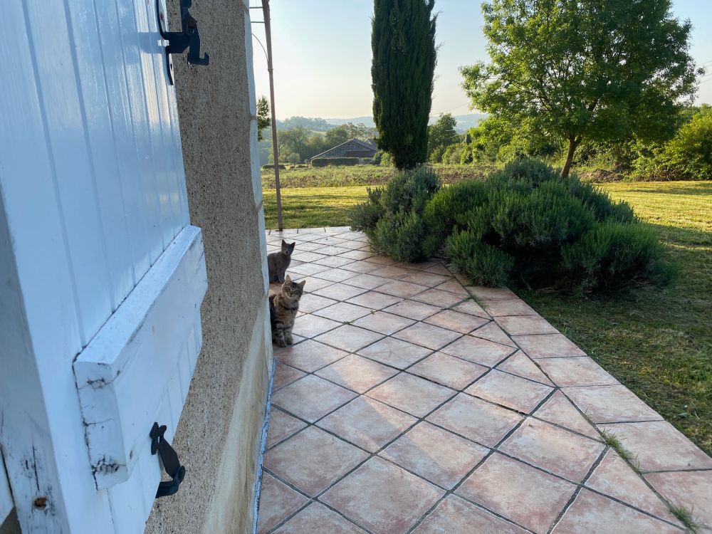 View from my kitchen window. Two kittens on a stone terrace look back at me. To their left is a massive lavender plant.