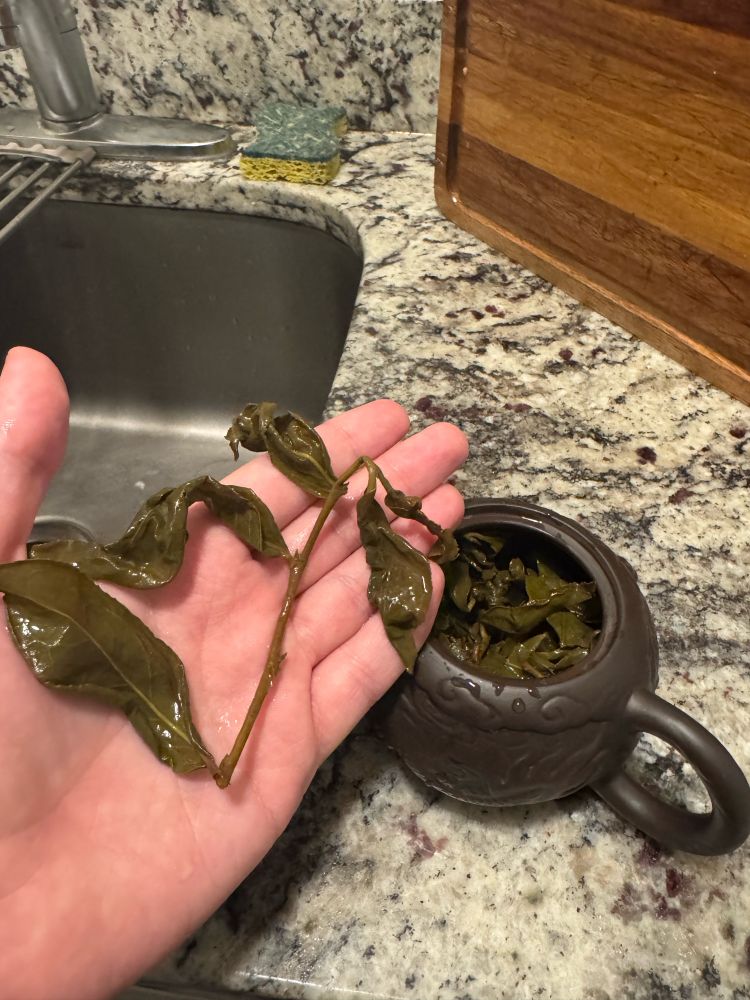 Wet tea leaves after brewing. Surprisingly they have expanded in size a lot. 