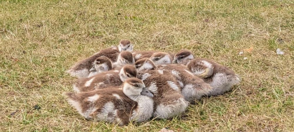 Ein Haufen zusammengekuschelter Nilgansbabies auf einer Wiese