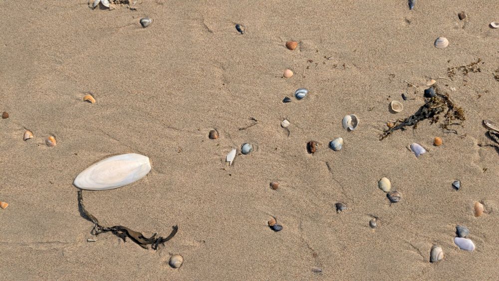 Nasser Sand, Algen, Muscheln und 1 Schulp
