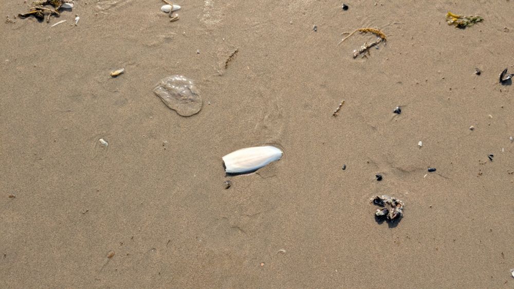 Schulp im Sand mit Qualle 