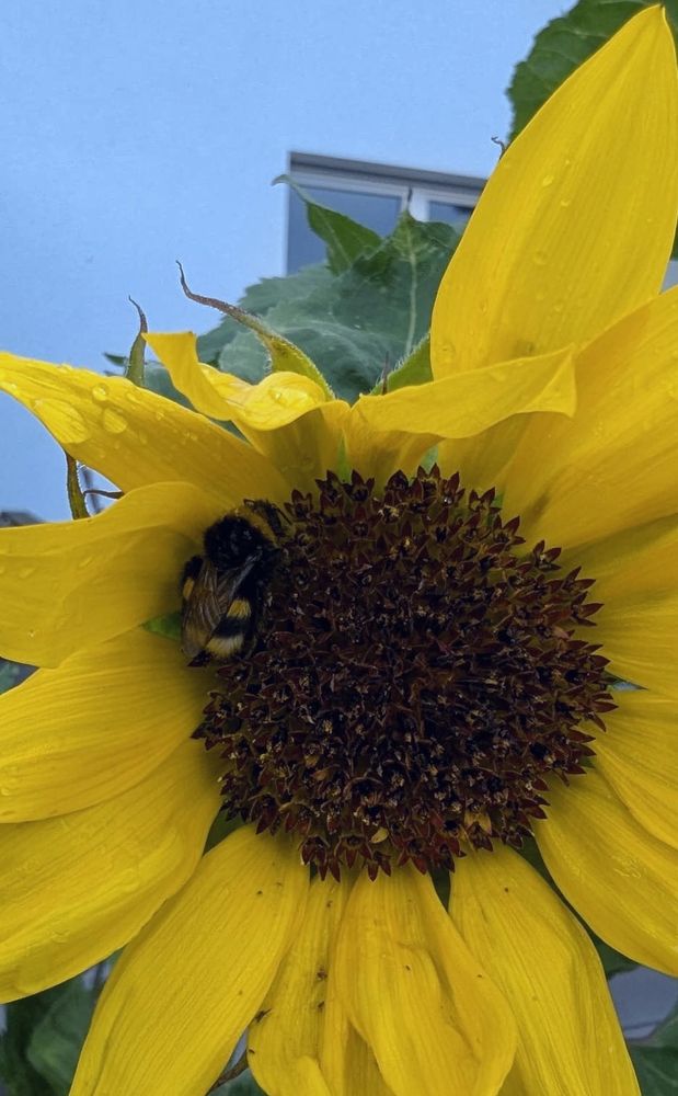 Hummel an einer Sonnenblumen Blüte im Regen, einige Blütenblätter bilden ein Dach über der Hummel
