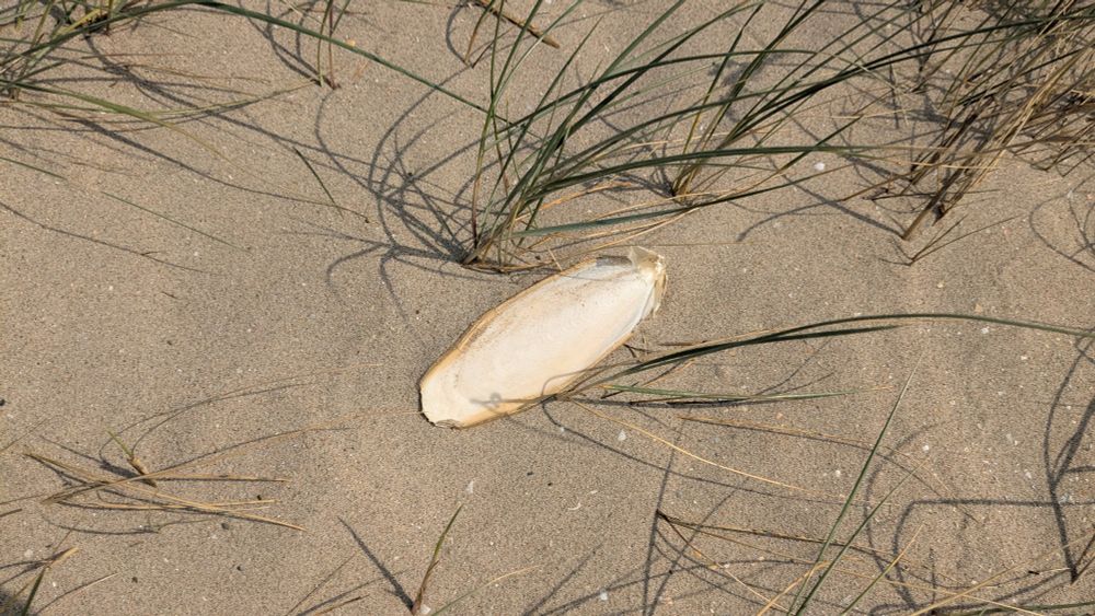 1 Schulp (Knochen vom Auftriebskörper eines Tintenfischs der aussieht wie wie ein Chicorée Salatblatt) im Sand, bisschen Gras drumrum 
