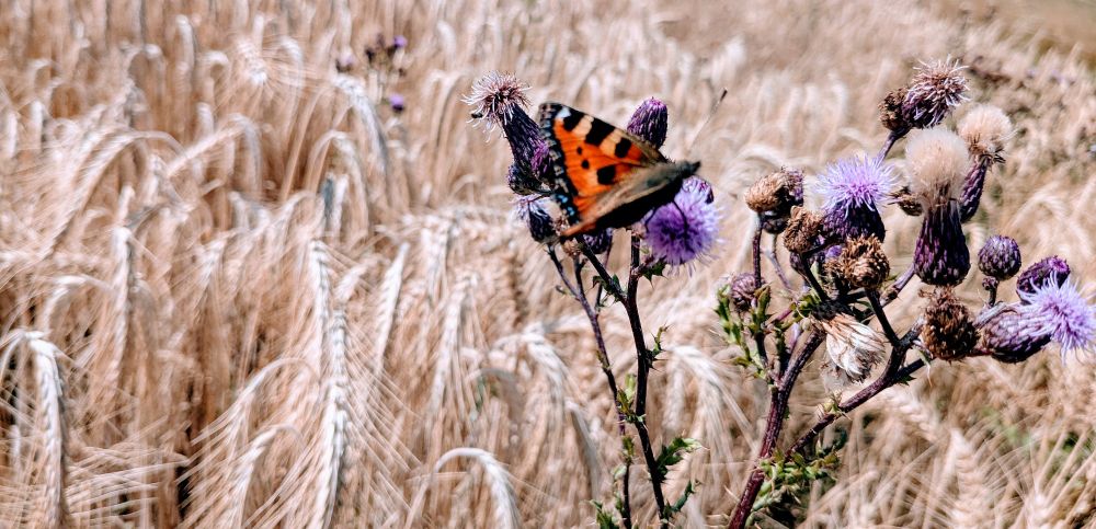 Kleiner Fuchs auf einer Distel in einem Weizenfeld