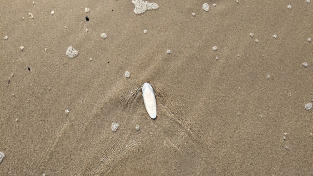 Schulp leicht von Meerwasser umspült