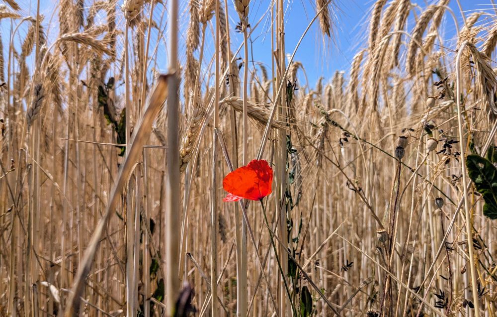 Rote Mohnblüte in einem Weizenfeld, blauer Himmel