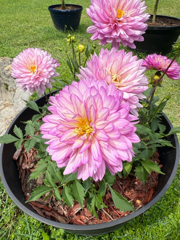 Close-up of pink potted dahlias