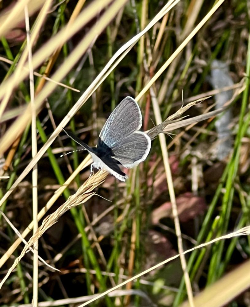 Small blue with wings 3/4 open on a grass head. Just a glimpse of the legs and antenna. 