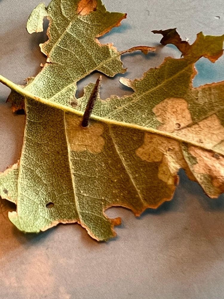 A leaf miner case - occupied. Just need to remember what it was called 😆