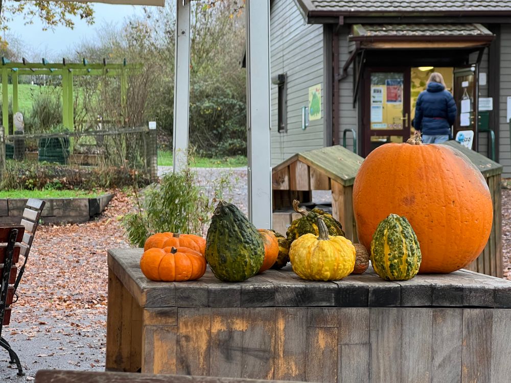 Pumpkins & gourds by the cafe