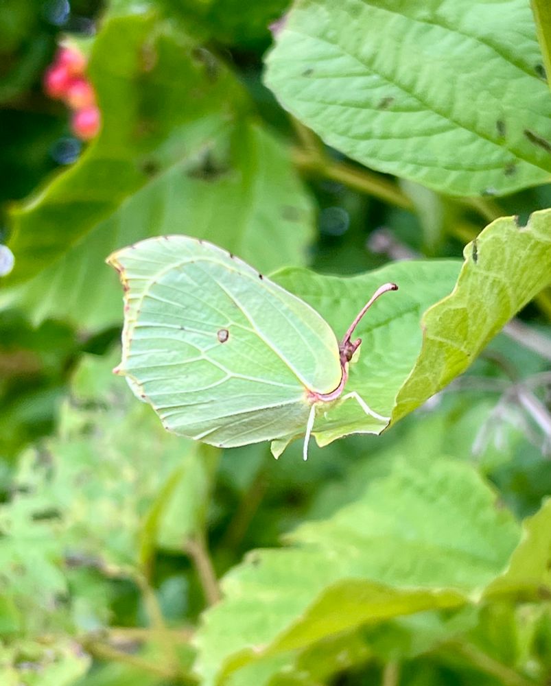 Brimstone butterfly, a fresh lime green with wings closed and tucked in close. Perched on the edge of a green leaf in a hedge.