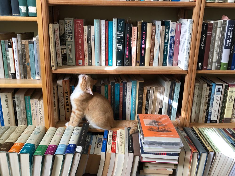 A small orange a white cat sits on a bookshelf