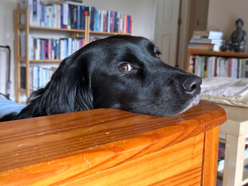 A shaggy black retriever mix with soulful brown eyes and a somewhat exhausted expression rests her muzzle on the varnished wood arm of her favorite sofa. 