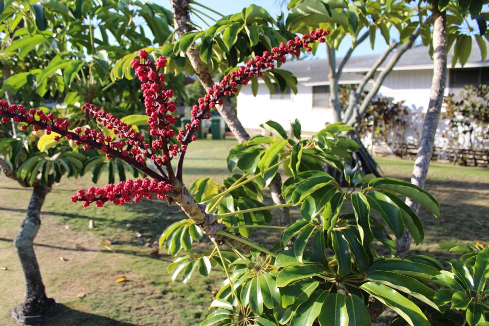 The top of a young umbrella tree