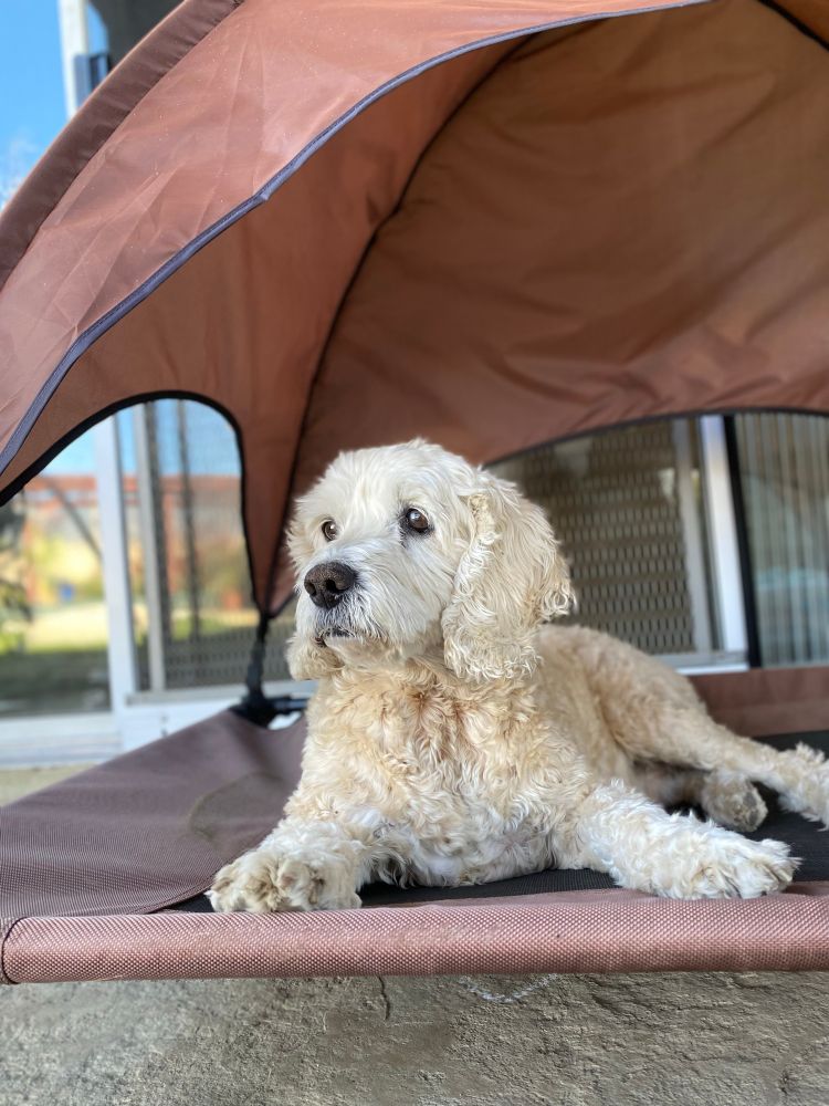 Portrait of a dog laying on a bed looking away from the camera. 