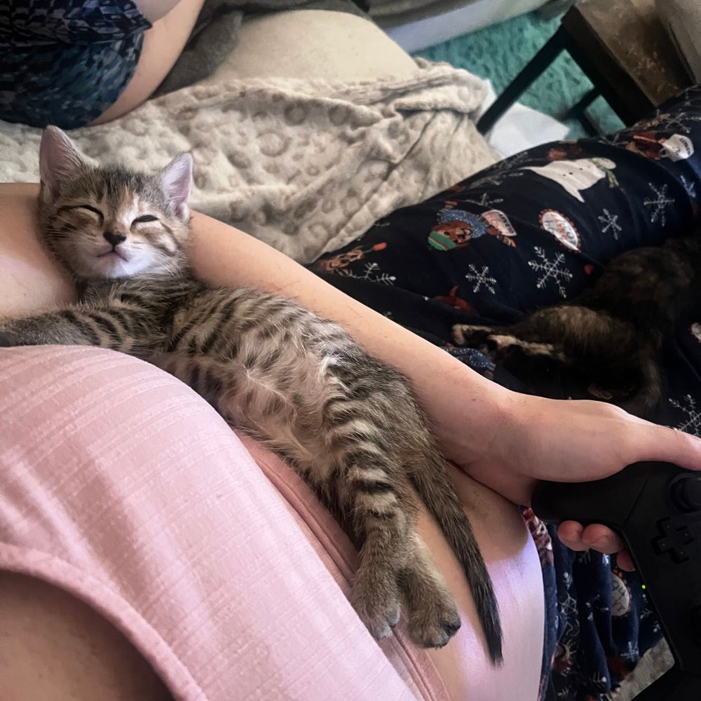 Baby kitten sleeping in my arms