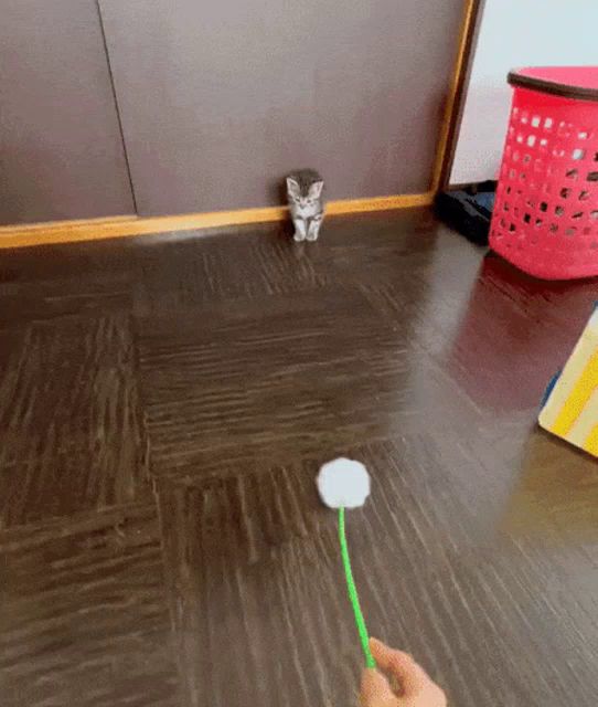 a person is holding a flower and a kitten is standing in the background