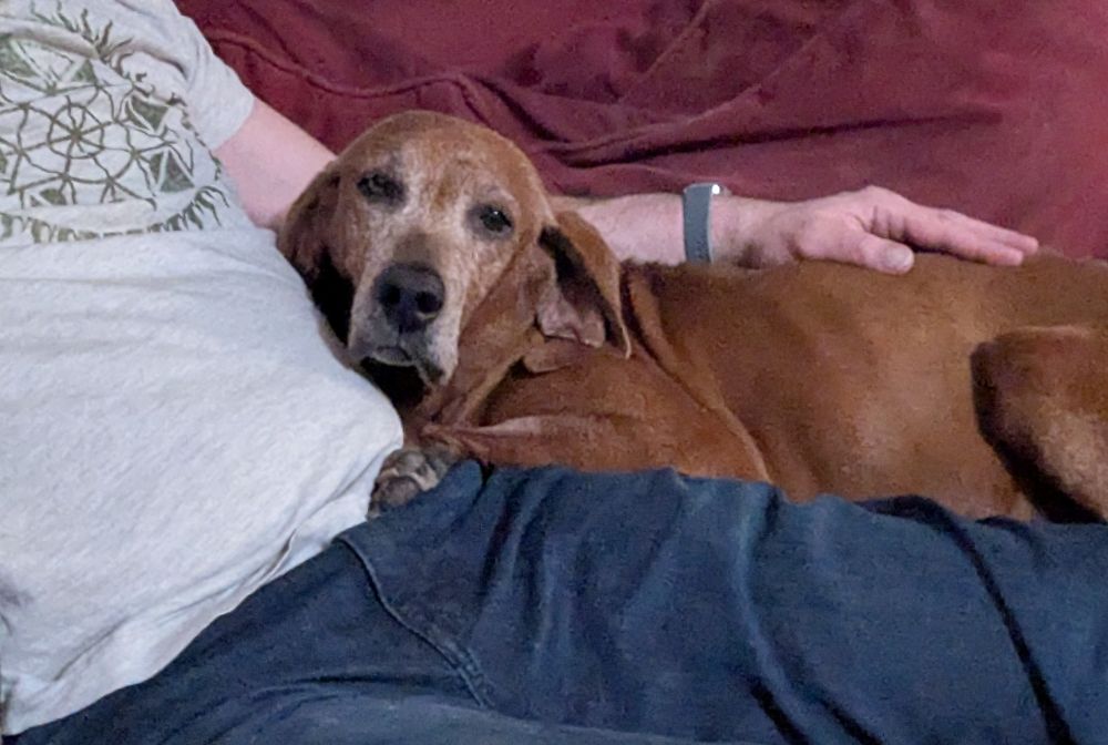 Lucy looking sad and annoyed at being interrupted from her nap on her human's lap