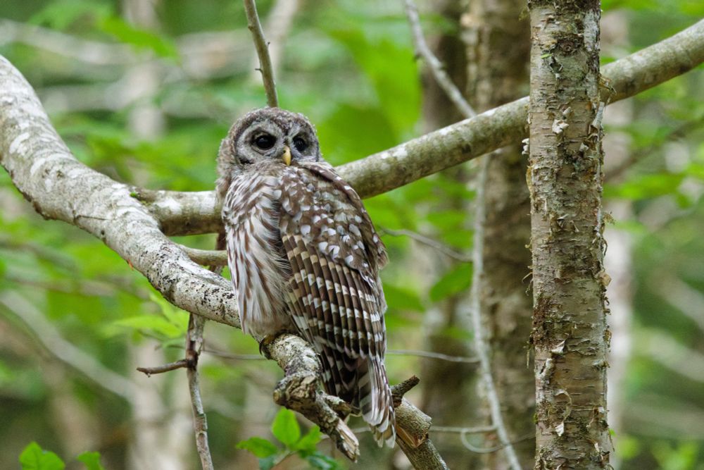 An image of a Barred Owl perched on a branch. The trees are a lighter brown and the leaves blur into the background. The owl itself is facing to the right and its full body is visible. A bright yellow beak is the only bit of vibrant color on an otherwise white and brown owl with large dark eyes. 