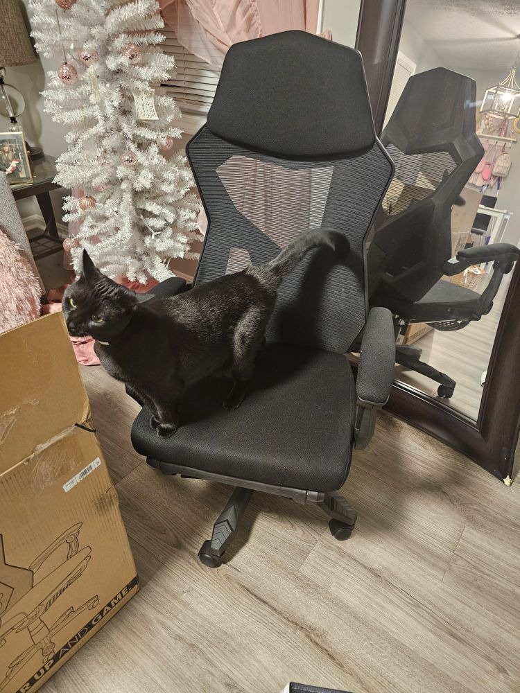 A cat stands on the seat of a computer chair, checking out the box it came in.