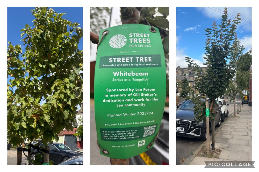 A collage of two trees and a label from a Whitebeam which has the text STREET TREES FOR LIVING Charity No: 1185165 STREET TREE Requested and cared for by local residents Whitebeam Sorbus aria 'Magnifica' Sponsored by Lee Forum in memory of Gill Stoker's dedication and work for the Lee community Planted Winter 2023/24 STfL_2696 | Lee Green | 43b Burnt Ash Hill For more information or to report a problem, please use the QR code or visit www.streettreesforliving.org MAYOR OF LONDON