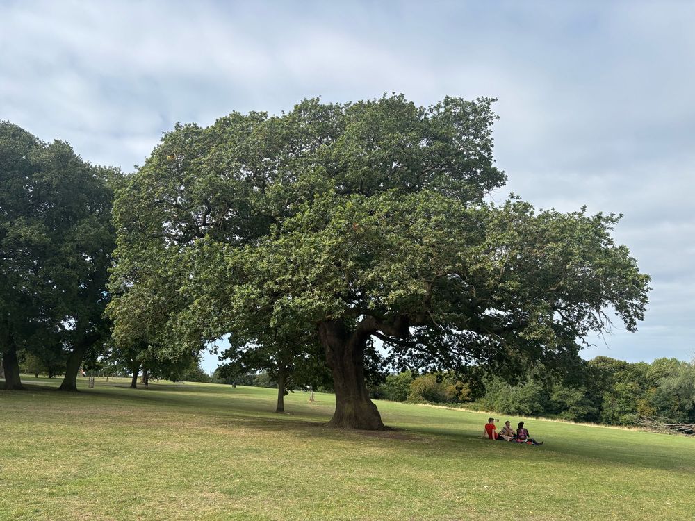 Large oak with people sitting underneath in a parkland setting