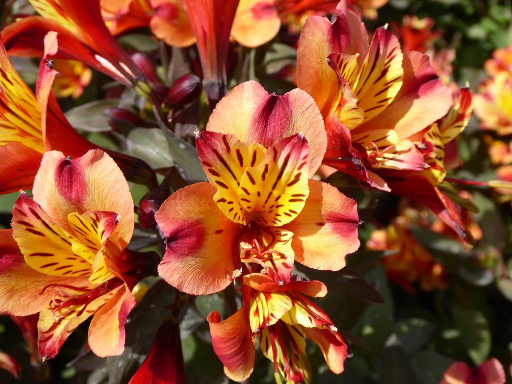 A perennial plant with predominantly red, orange and yellow petals