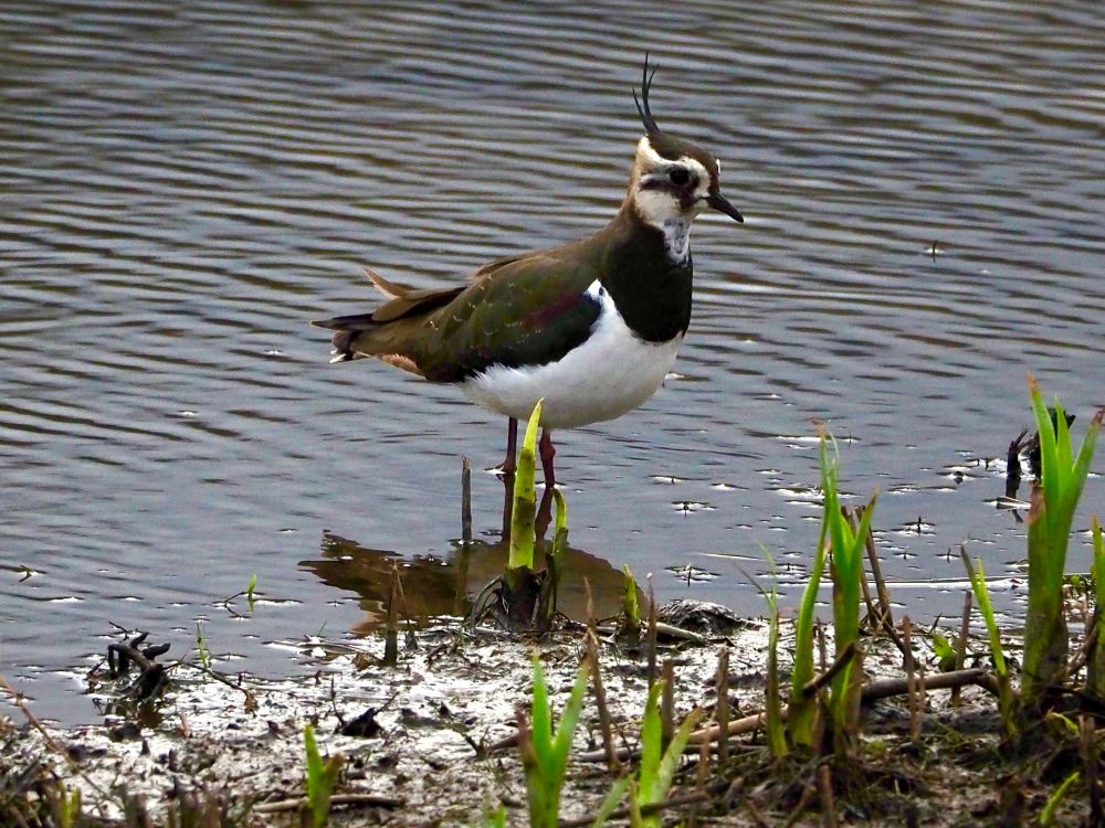 A black and white wading bird with a distinctive crest shown standing in the water.
